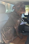 adoptable Dog in  named A767323