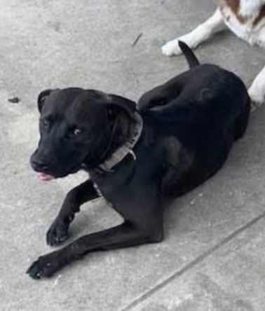 adoptable Dog in San Antonio, TX named CHARLIE