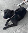 adoptable Dog in  named CHARLIE