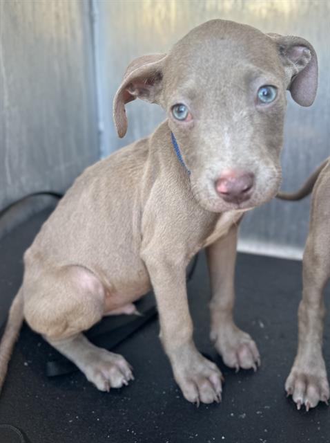 adoptable Dog in San Antonio, TX named KEANU FLEAS