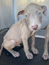 adoptable Dog in  named KEANU FLEAS