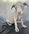 adoptable Dog in  named KATY FURRY