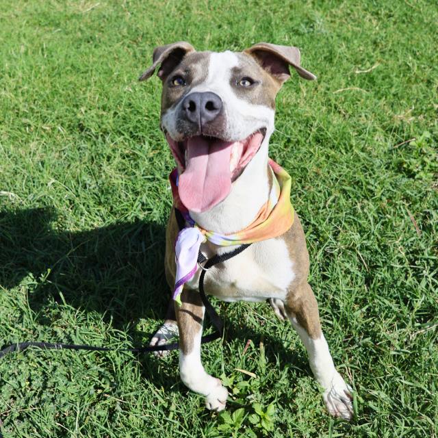 adoptable Dog in San Antonio, TX named JASPER