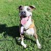 adoptable Dog in  named JASPER
