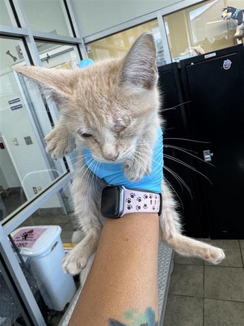 adoptable Cat in San Antonio, TX named A767571