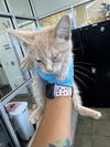 adoptable Cat in  named A767571