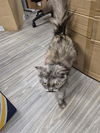 adoptable Cat in  named OLANDRIA