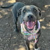 adoptable Dog in  named ALINA