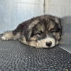adoptable Dog in  named ERNIE