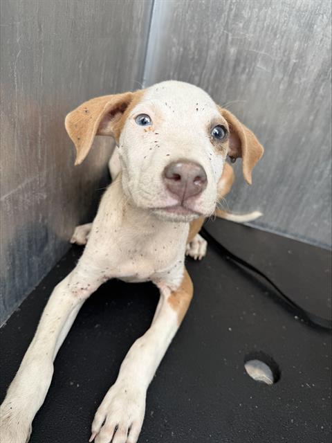adoptable Dog in San Antonio, TX named BRUCE