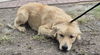 adoptable Dog in  named ZAYNE