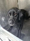 adoptable Dog in  named MISTER SIR