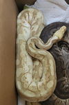 adoptable Snake in  named SNAKE 1