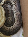 adoptable Snake in  named SNAKE 2