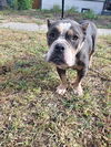 adoptable Dog in  named KAYTON