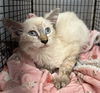 adoptable Cat in  named FIFI