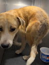 adoptable Dog in  named ITCHY