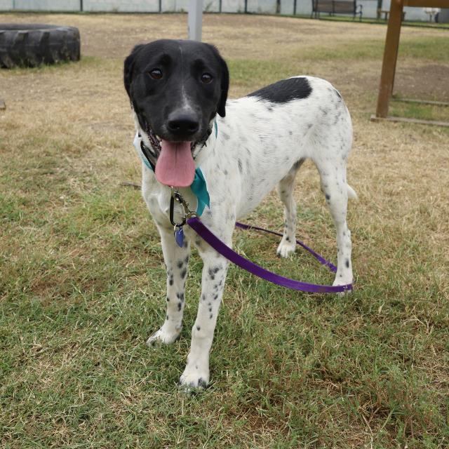 adoptable Dog in San Antonio, TX named PETER