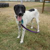 adoptable Dog in  named PETER
