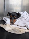 adoptable Dog in  named ERNIE