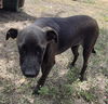 adoptable Dog in  named ROCCO