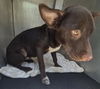 adoptable Dog in  named ROXIE