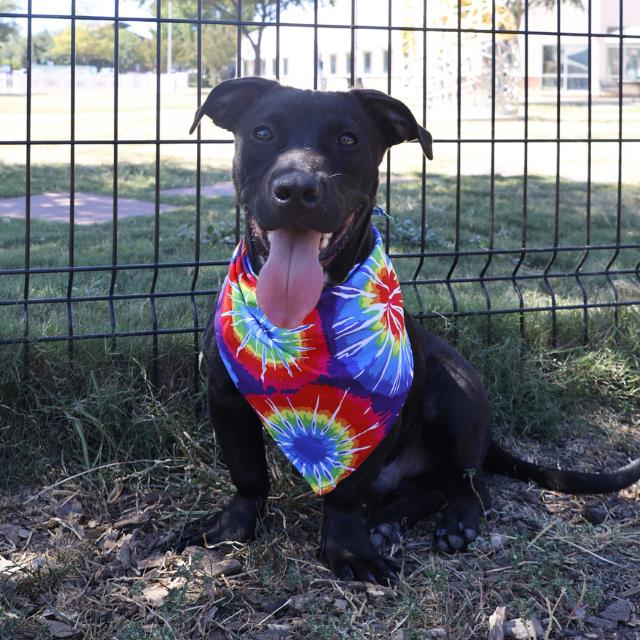 adoptable Dog in San Antonio, TX named JIMMY