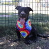 adoptable Dog in  named JIMMY