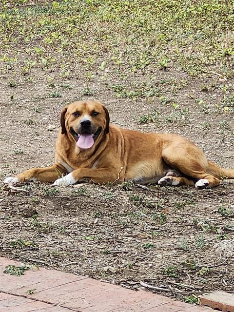 adoptable Dog in San Antonio, TX named CANELO
