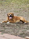 adoptable Dog in  named CANELO