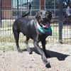 adoptable Dog in  named LARRY