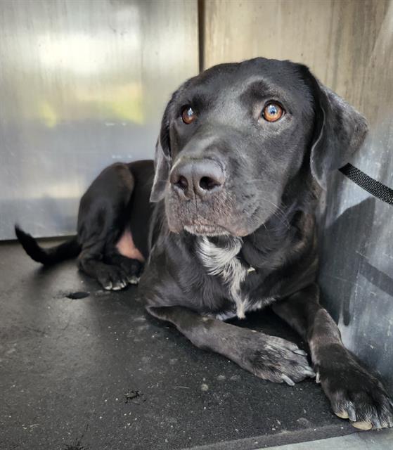 adoptable Dog in San Antonio, TX named EINSTEIN