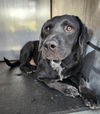 adoptable Dog in  named EINSTEIN