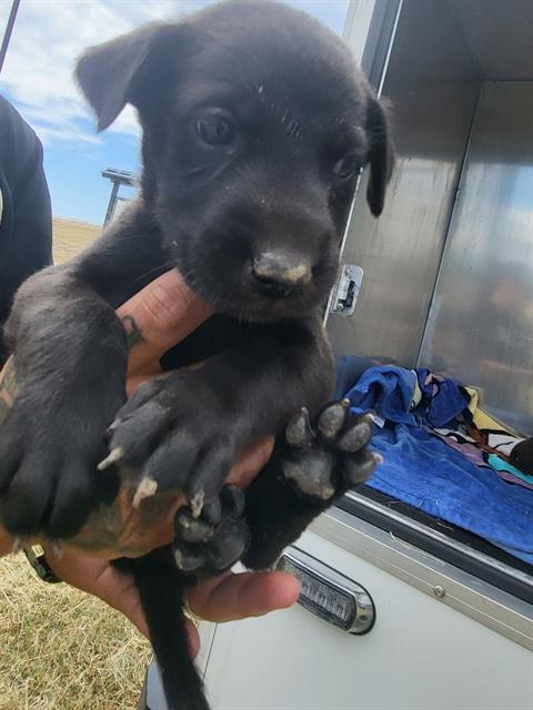 adoptable Dog in San Antonio, TX named DINAH