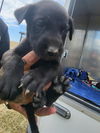 adoptable Dog in  named DINAH