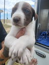 adoptable Dog in  named NORMANI
