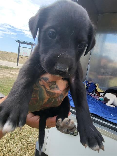 adoptable Dog in San Antonio, TX named ALLY