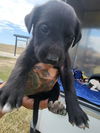 adoptable Dog in  named ALLY