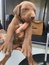 adoptable Dog in  named HARRY