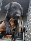 adoptable Dog in  named NIALL