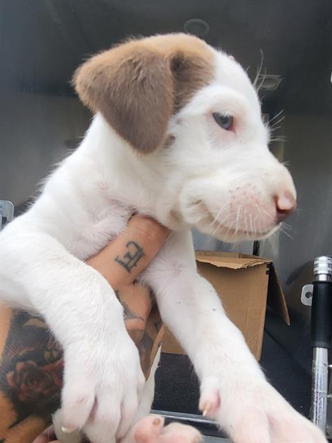 adoptable Dog in San Antonio, TX named LOUIS