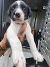 adoptable Dog in  named ZAYN