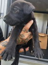adoptable Dog in  named LIAM