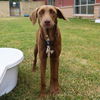 adoptable Dog in  named LOIS