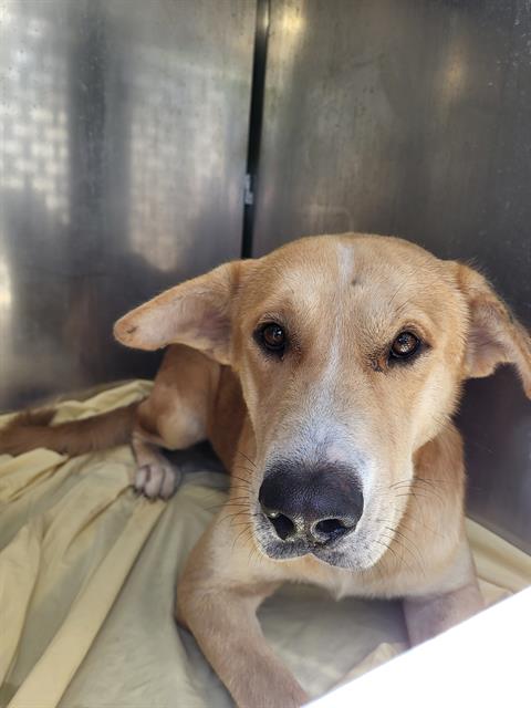 adoptable Dog in San Antonio, TX named DUCKY
