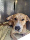 adoptable Dog in  named DUCKY