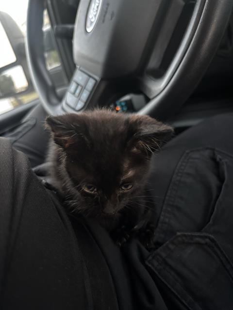 adoptable Cat in San Antonio, TX named PRETZEL
