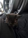 adoptable Cat in  named PRETZEL