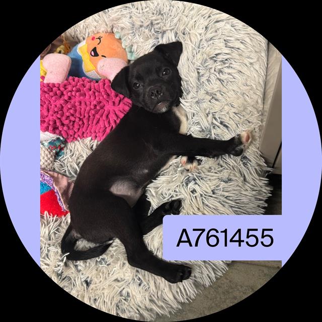 adoptable Dog in San Antonio, TX named RAVEN
