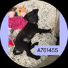 adoptable Dog in  named RAVEN